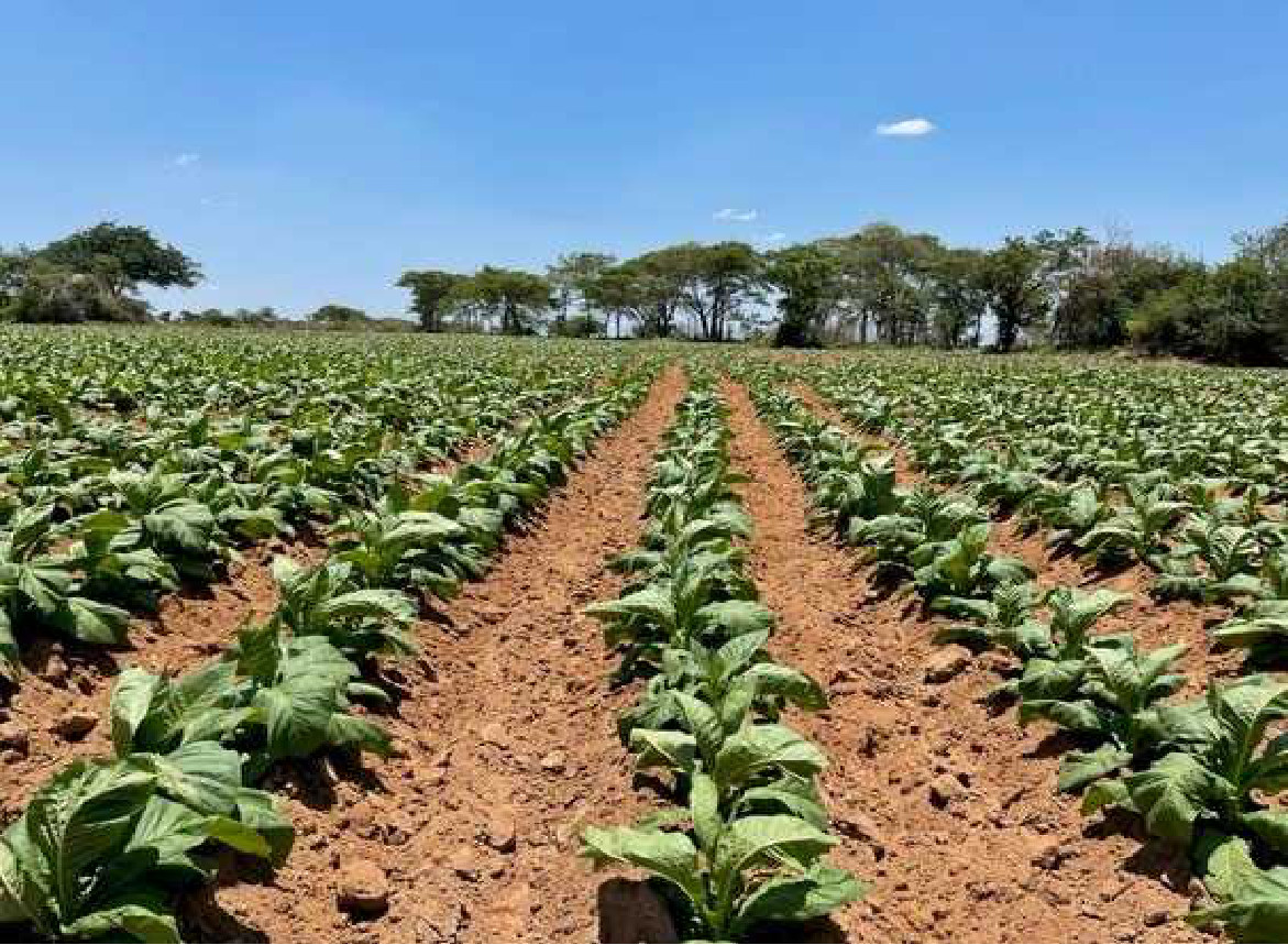 Trial rows greening up after the first rainfall