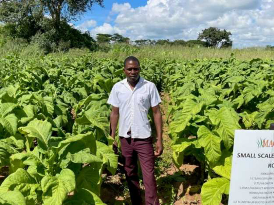 The farmer standing in the tobacco trial rows beside a trial sign