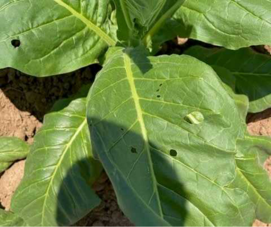 Tobacco leaf with minor insect feeding damage