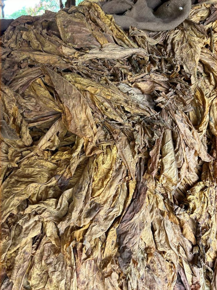 Harvested crop hanging in the barn
