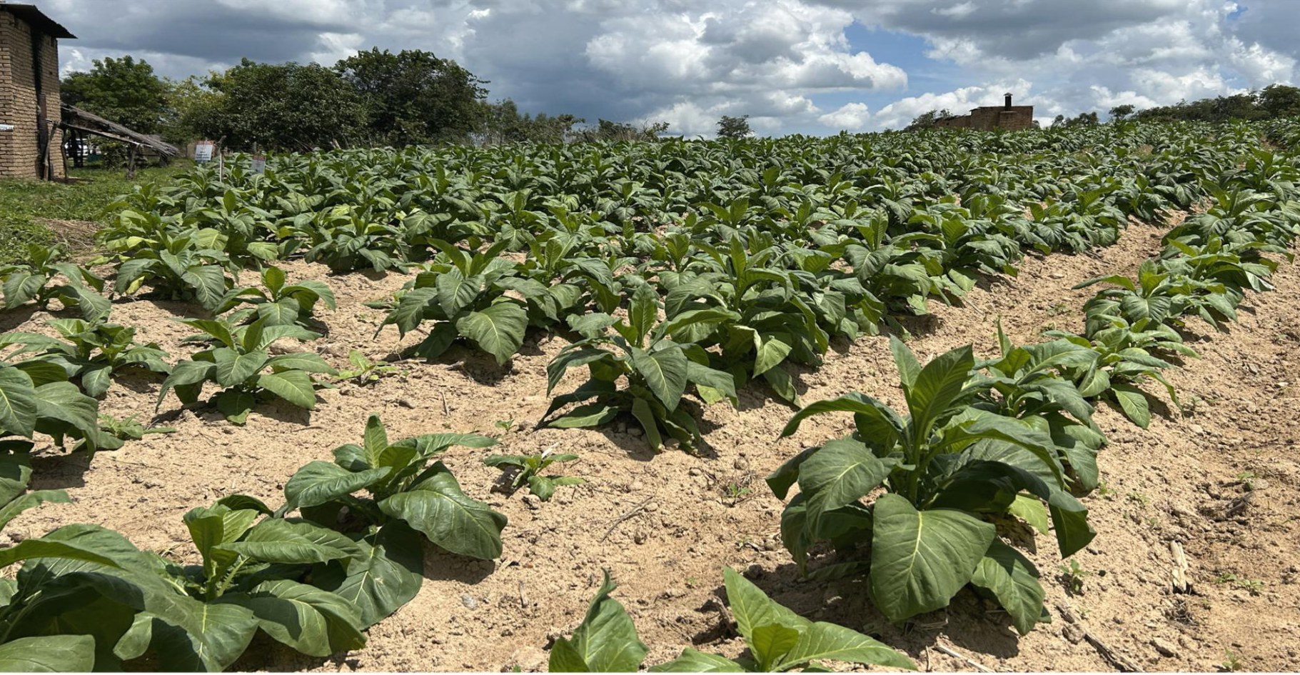 Control area, less established with sun scorching
