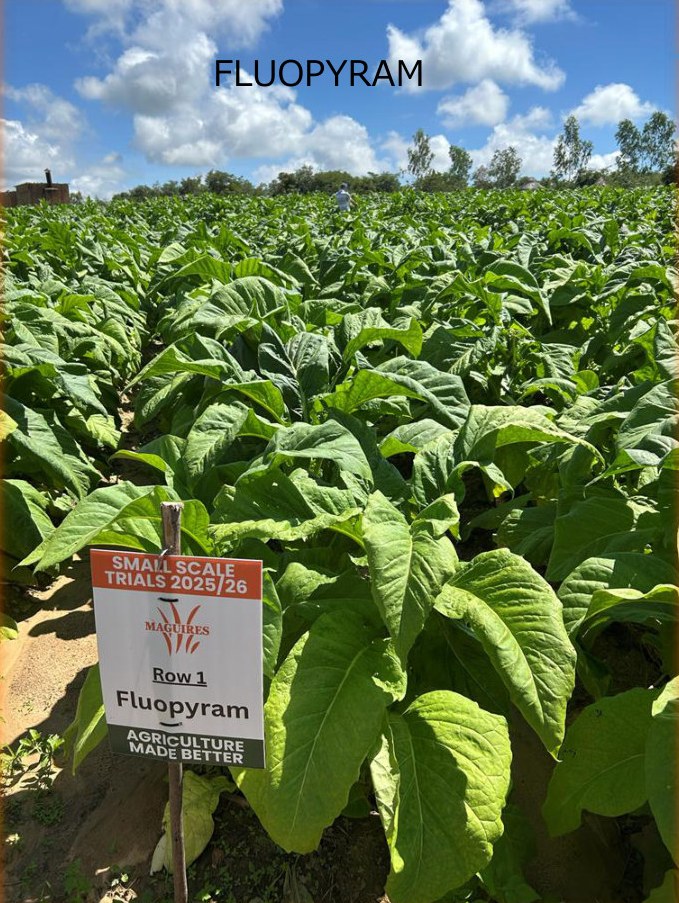 Fluopyram + Kyno-Humate row at the third visit