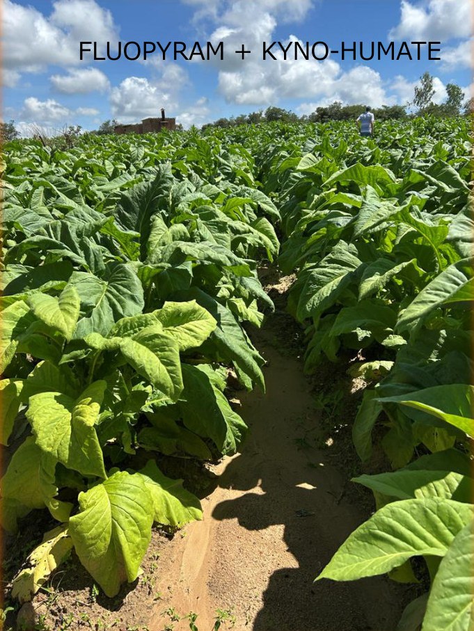 Plesiva Star row at the third visit