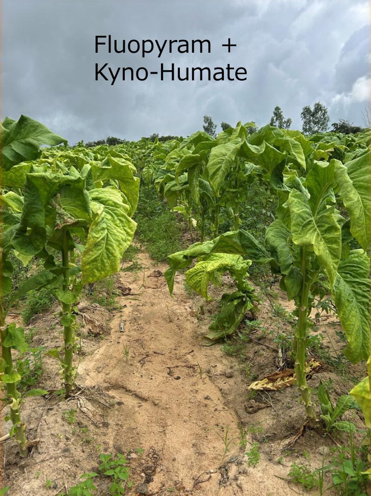 Fluopyram + Kyno-Humate row at the fourth visit