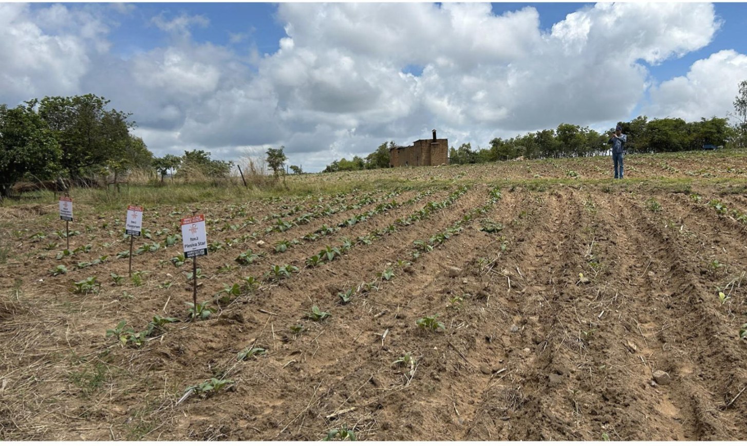 The trial rows marked out at planting