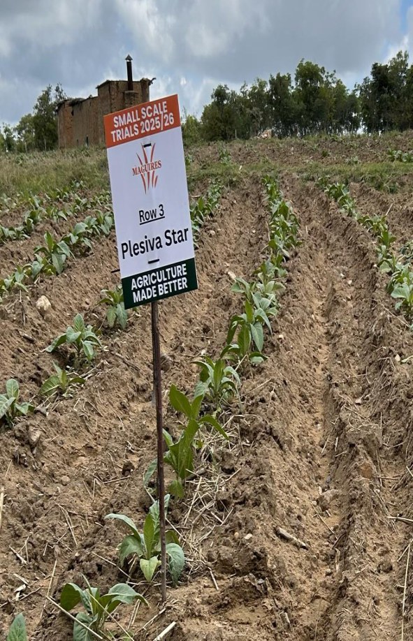 Trial rows established after planting
