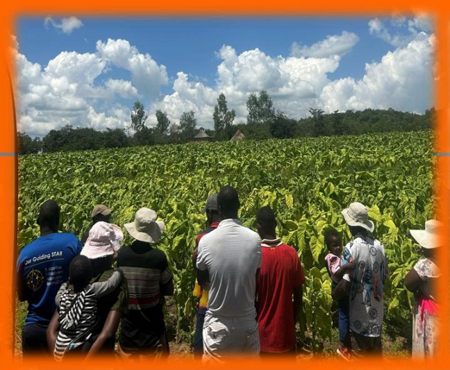 Growers at the field day on 28 February 2026