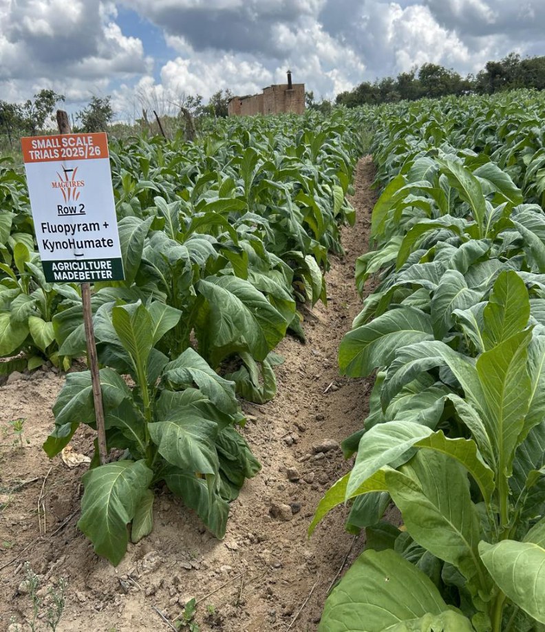 Trial rows with the Row 2 Fluopyram + Kyno-Humate sign