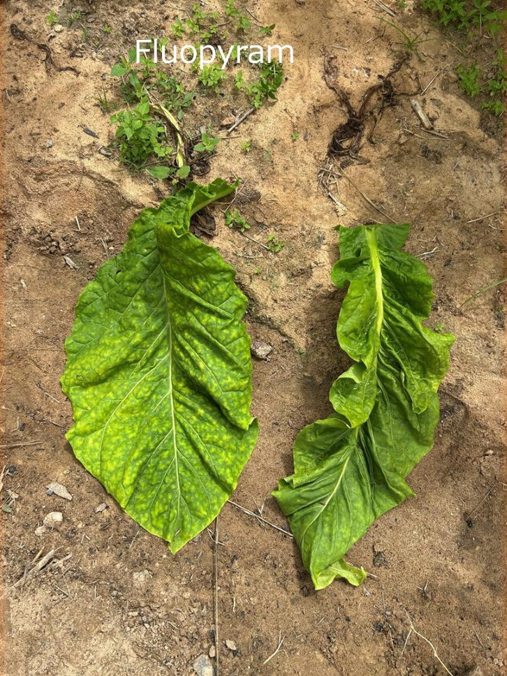Fluopyram leaf beside a control leaf