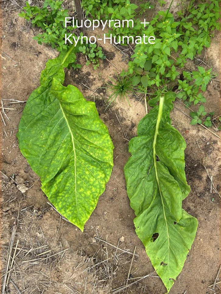 Fluopyram + Kyno-Humate leaf beside a control leaf