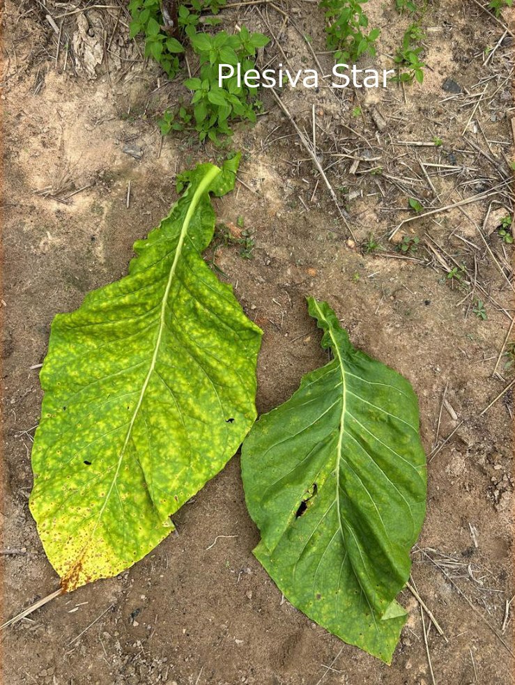 Plesiva Star leaf beside a control leaf