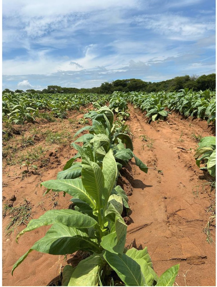 Fluopyram plus Kyno-Humate row in early January