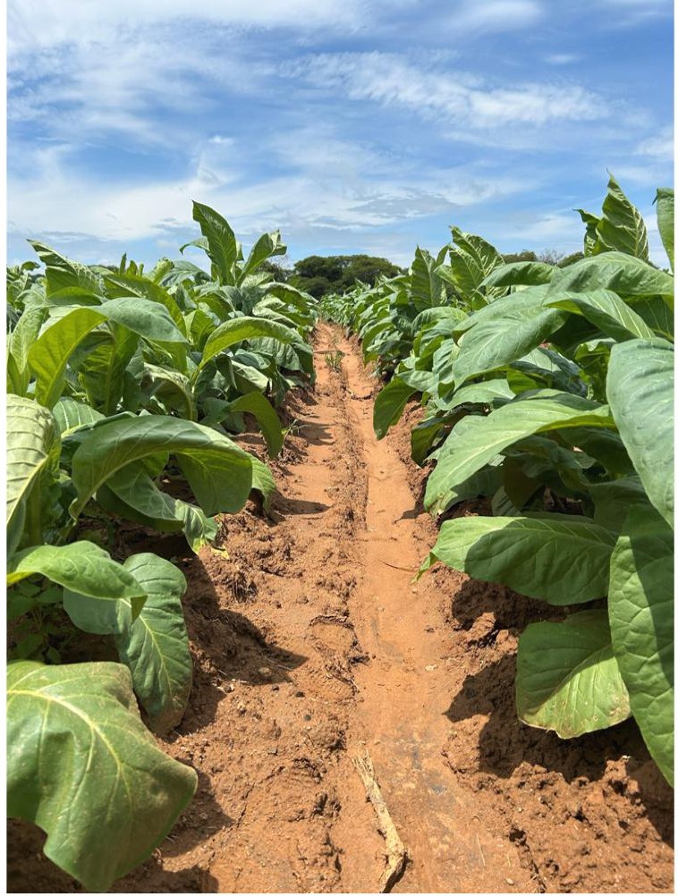 Fluopyram-only row in early January
