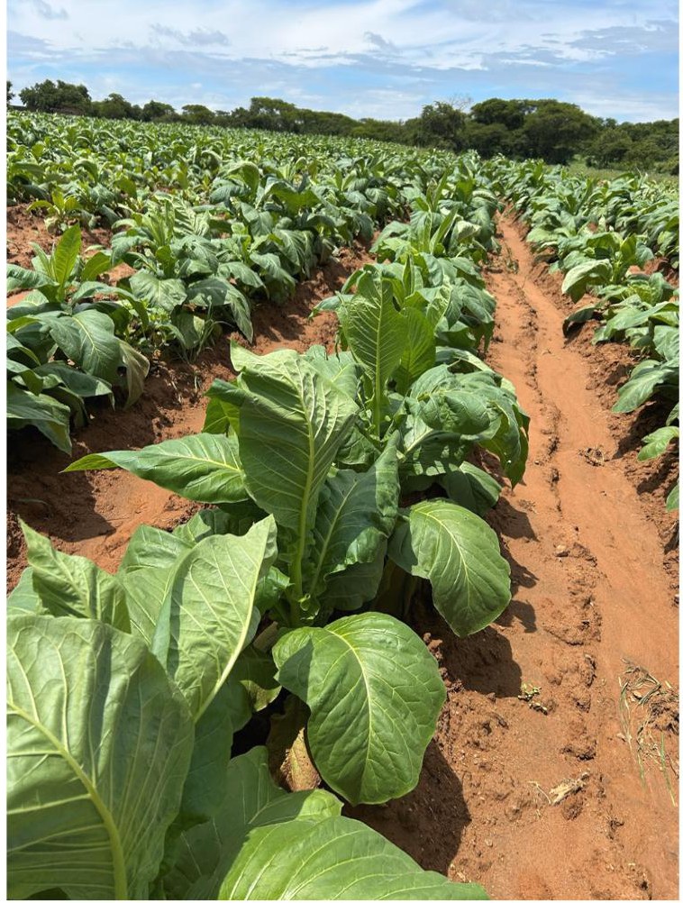 Plesiva Star row in early January