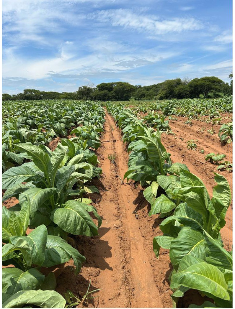 Control area, less established, in mid January