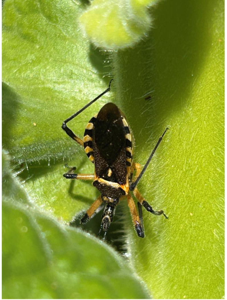 An insect scouted in the control area