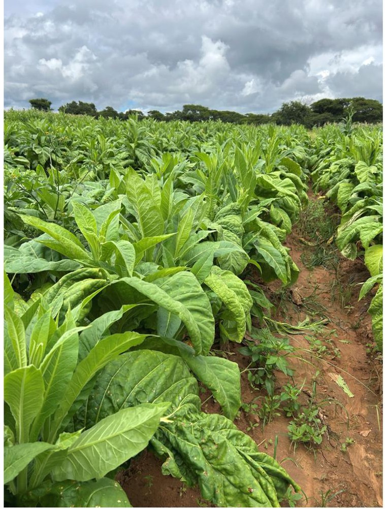 A second view of the trial rows in late February