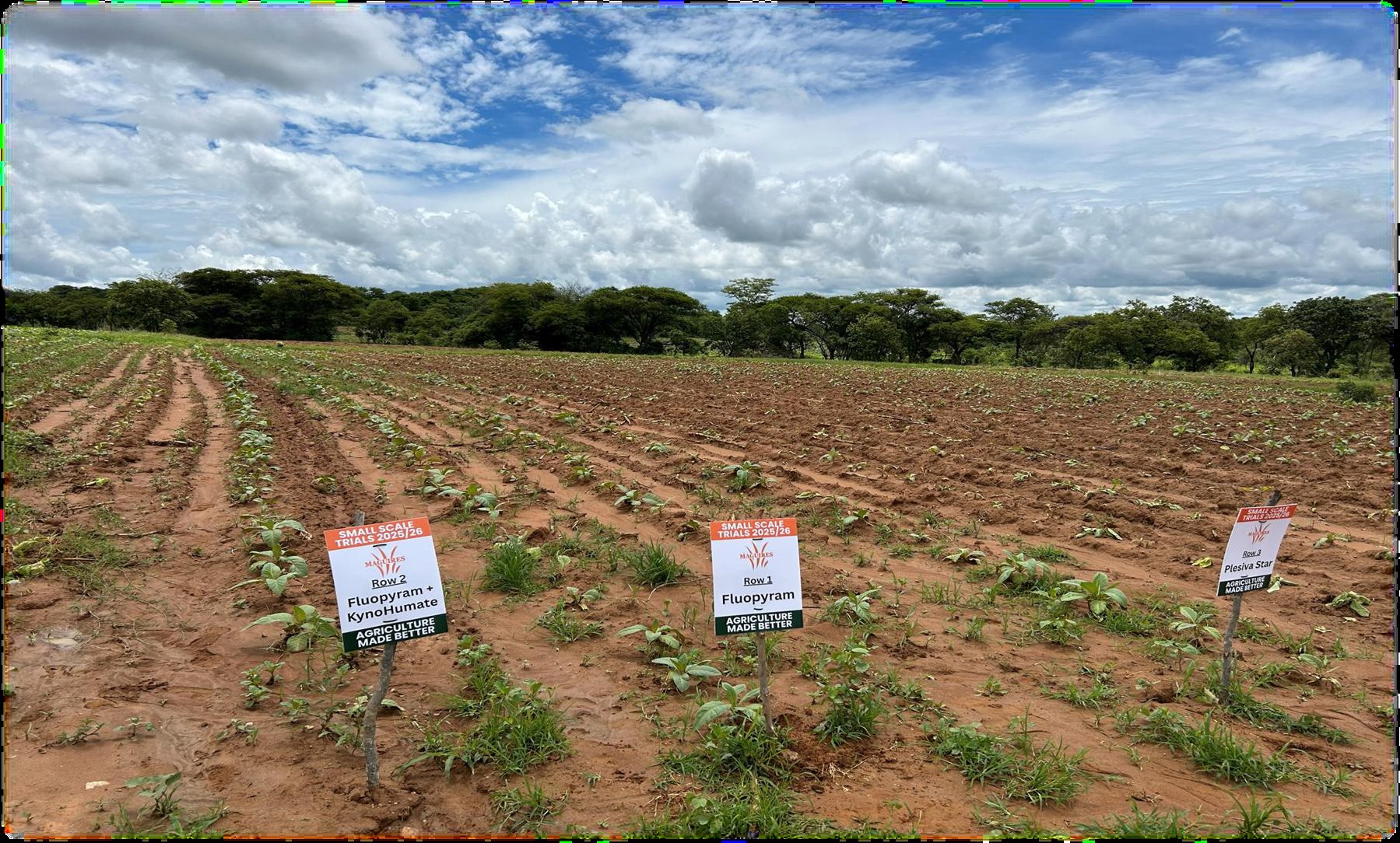 Trial rows on the left, control row on the right, with treatment signs
