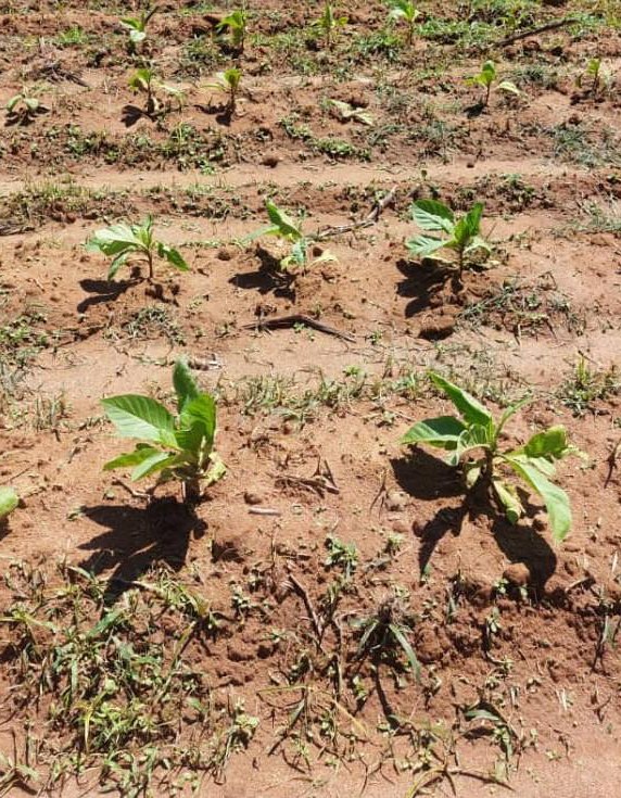 Control row, sparse and weedy