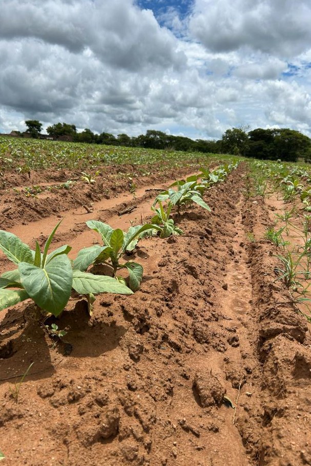 Fluopyram plus Kyno-Humate row
