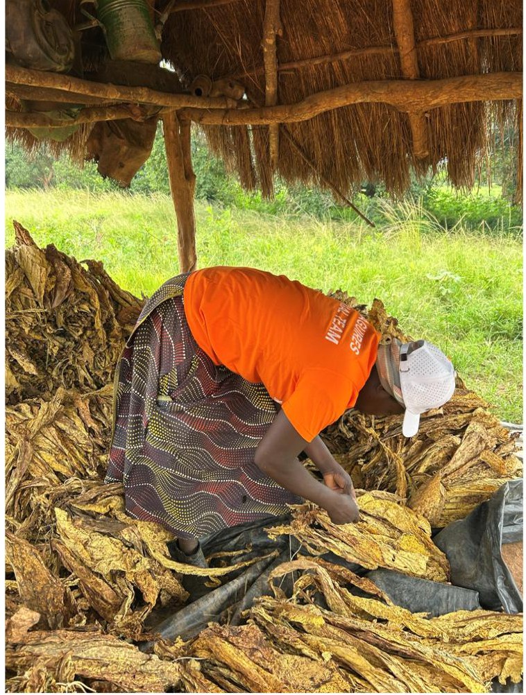 Reaped leaf being handled at the barn
