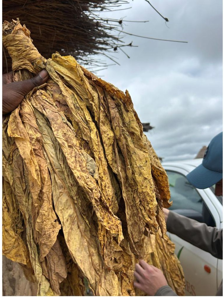Cured leaf coming off the barn