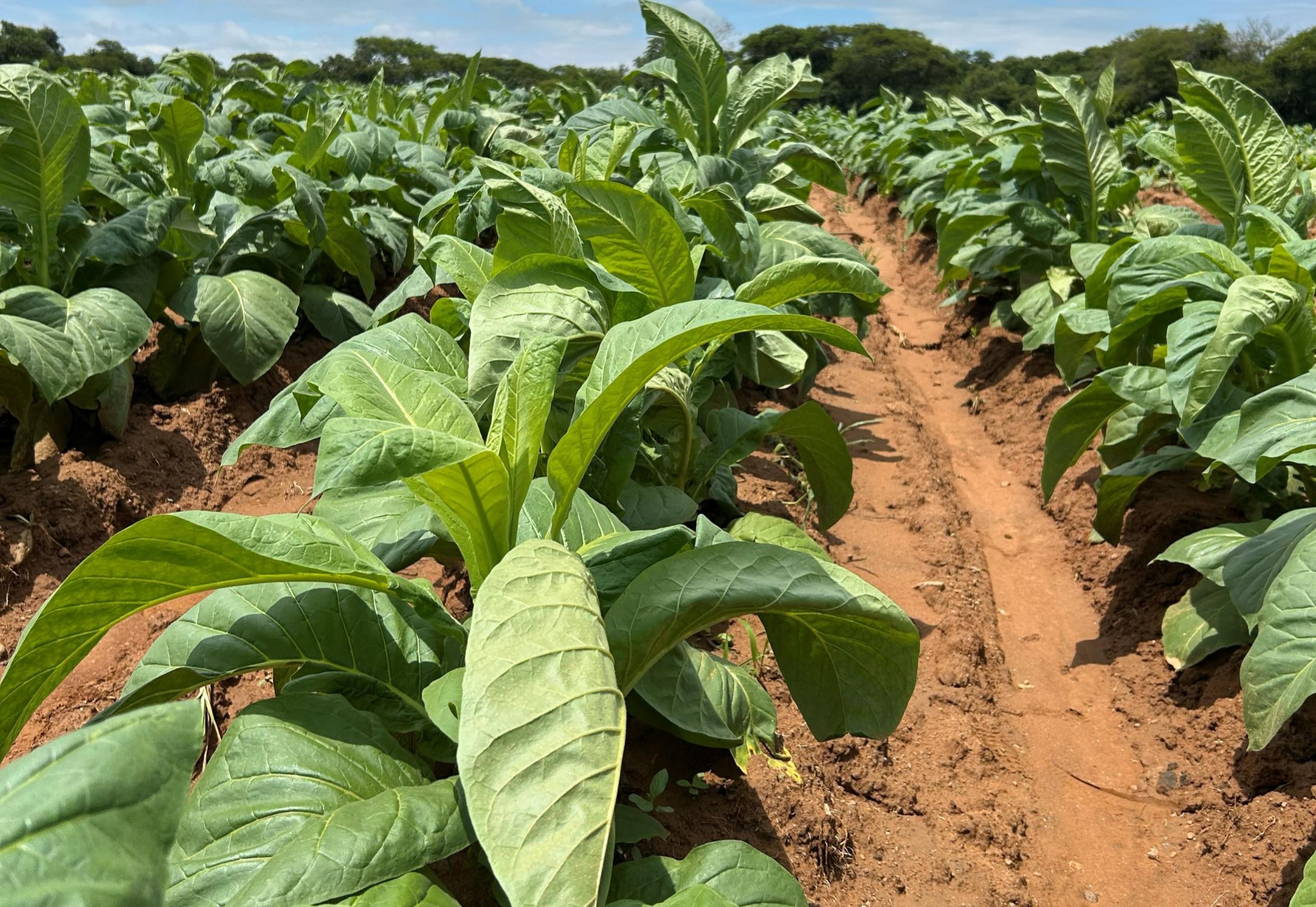 A healthy trial row of tobacco in leaf