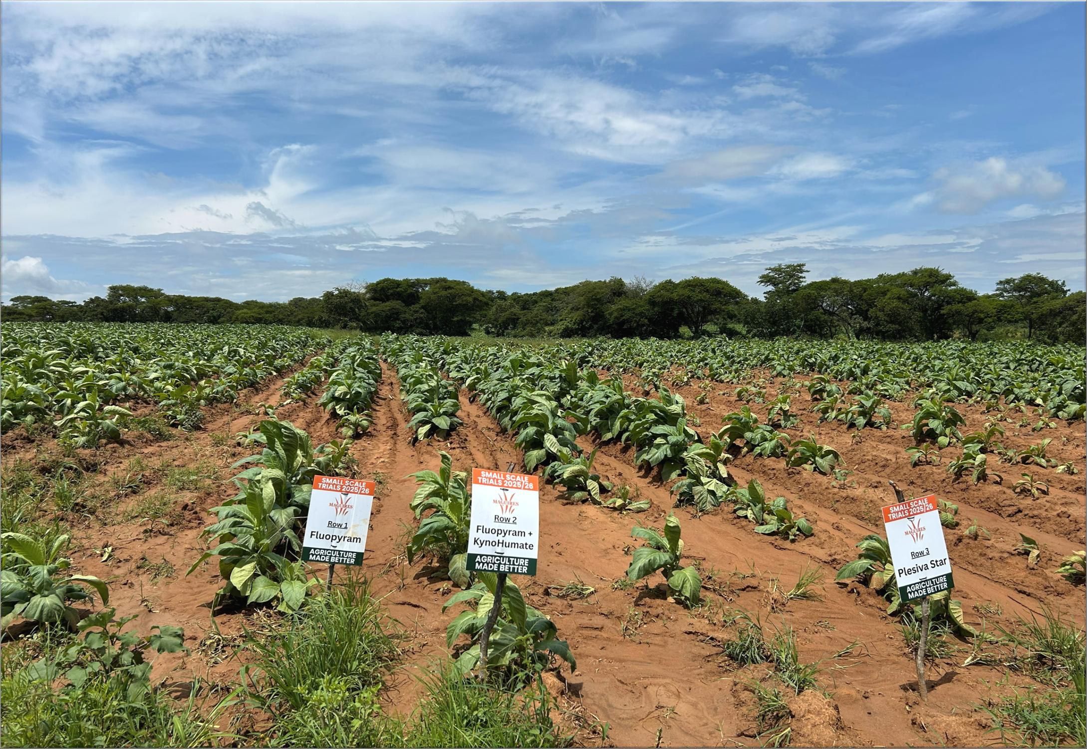 The trial rows laid out with treatment signs against the control