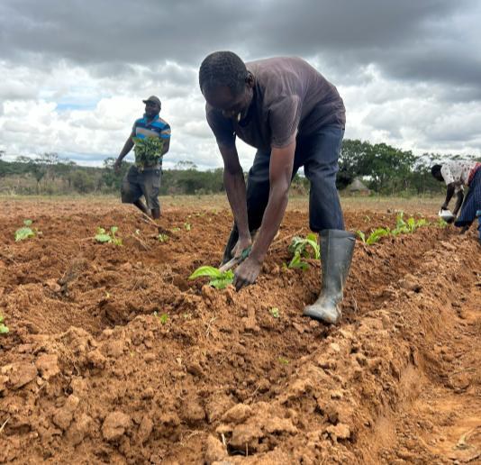 Transplanting seedlings into the ridged rows