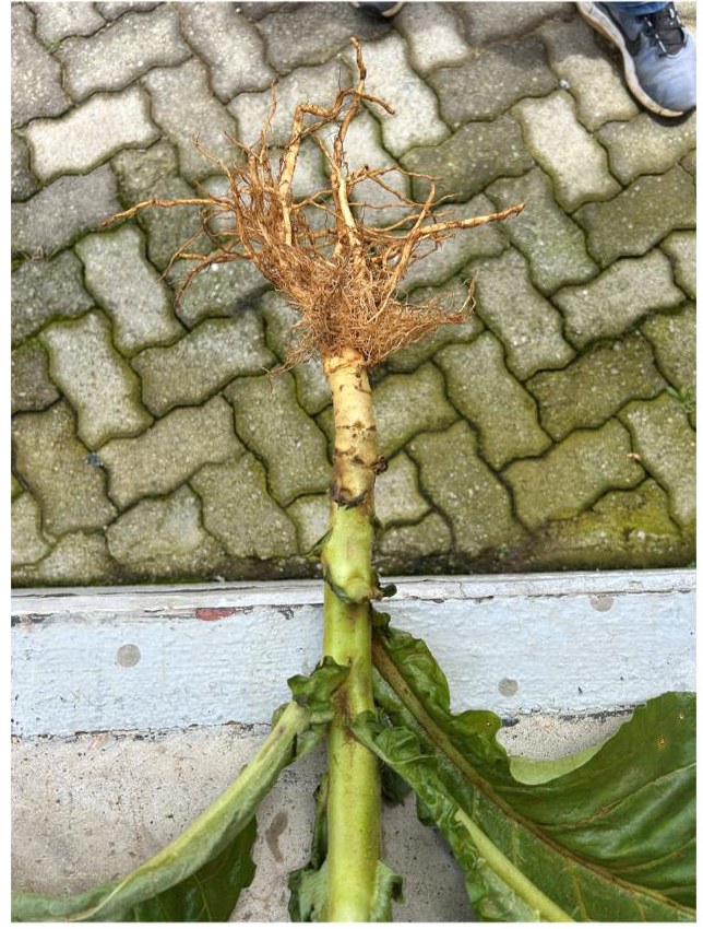 Root system from the control row
