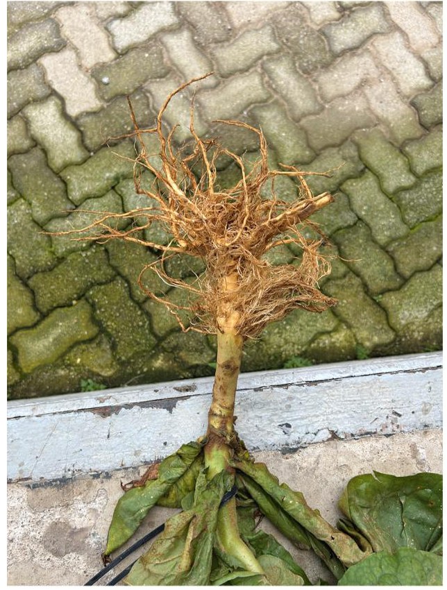 Root system from the Fluopyram plus Kyno-Humate row