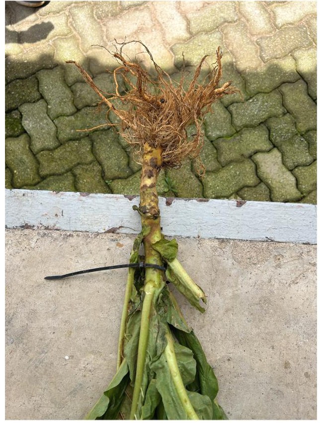 Root system from the Fluopyram row