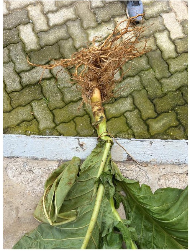 Root system from the Plesiva Star row