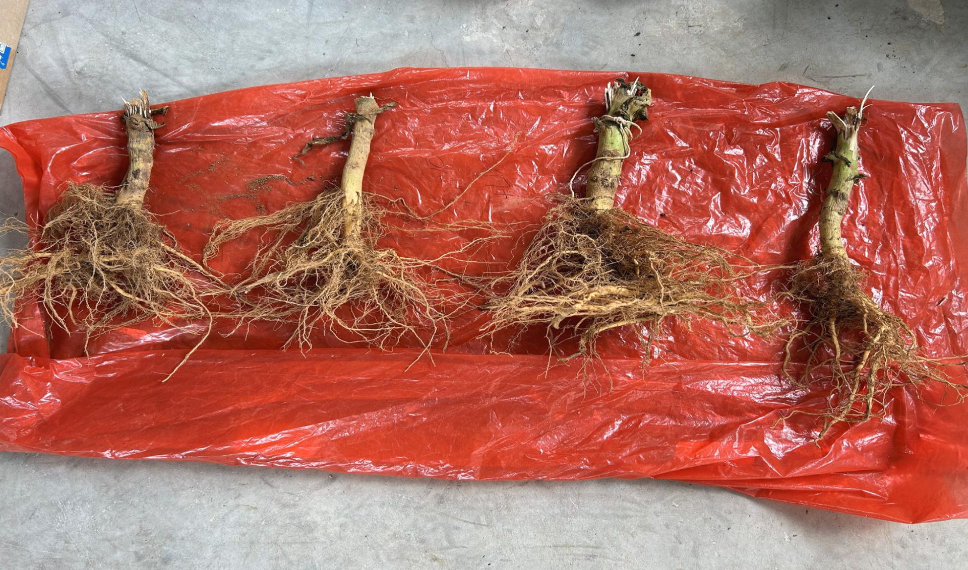 Four plants lifted and laid out to compare their root systems