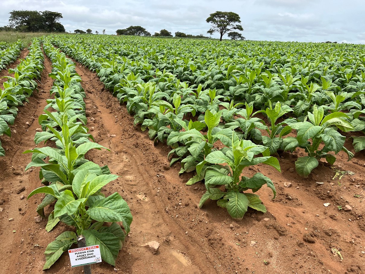 Azoxy Duo plot at the second spray, 9 weeks