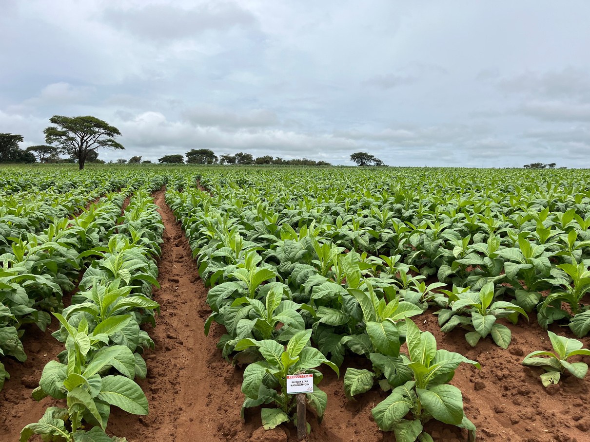 Kasugamycin plot at the second spray, 9 weeks