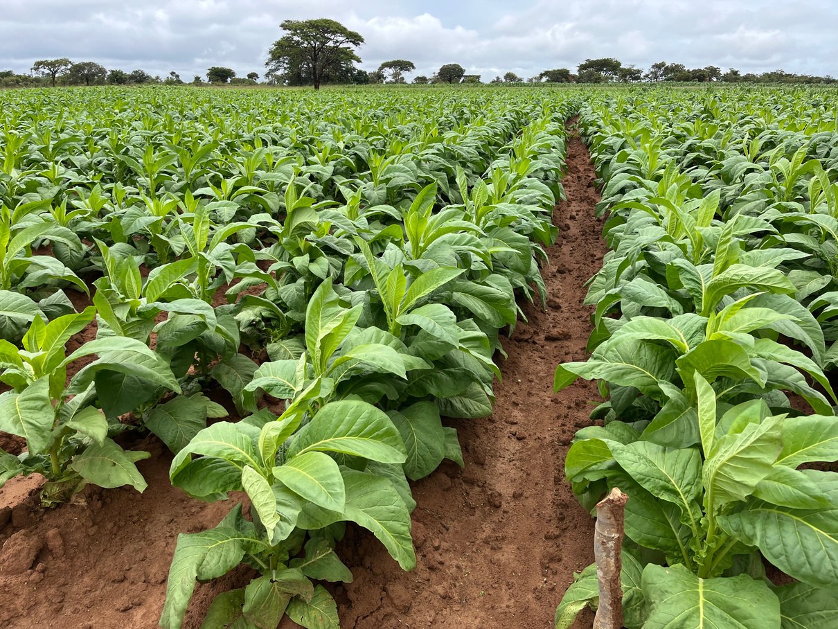 Trial plots at topping stage