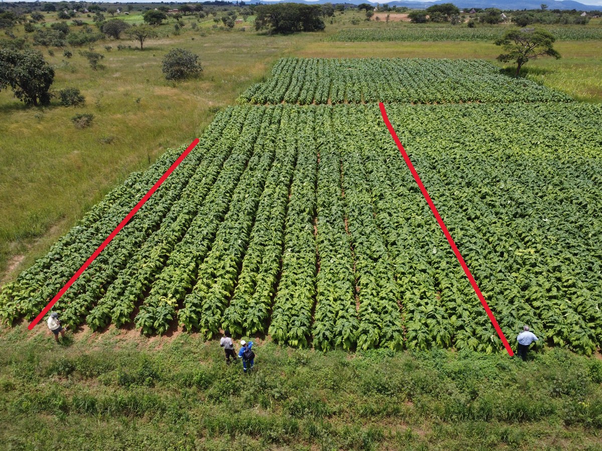 Azoxy Duo plot from above in late February