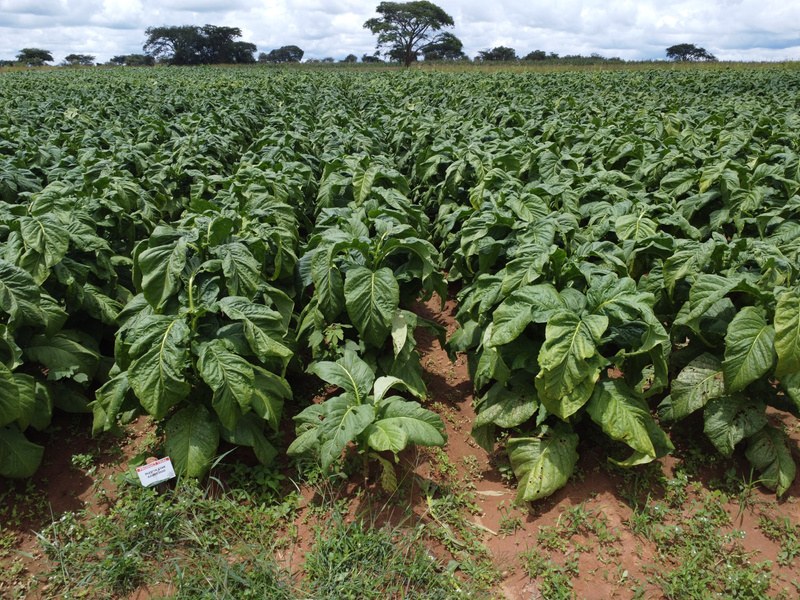 Imidacloprid control plot