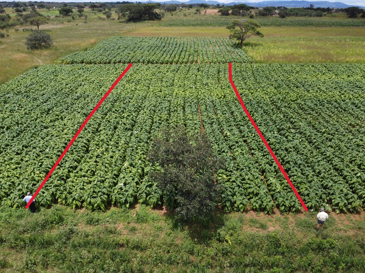 Kasugamycin plot from above in late February