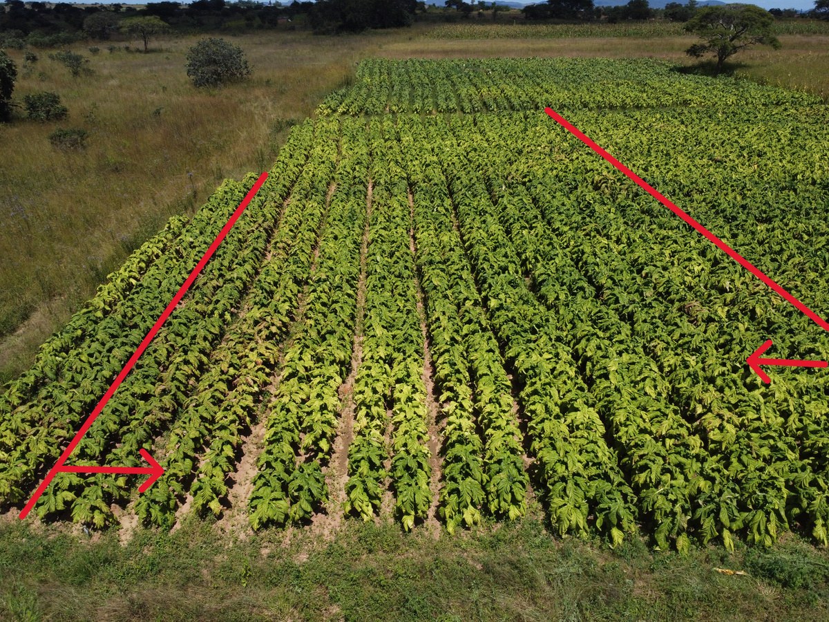 Azoxy Duo plot showing more angular leaf spot