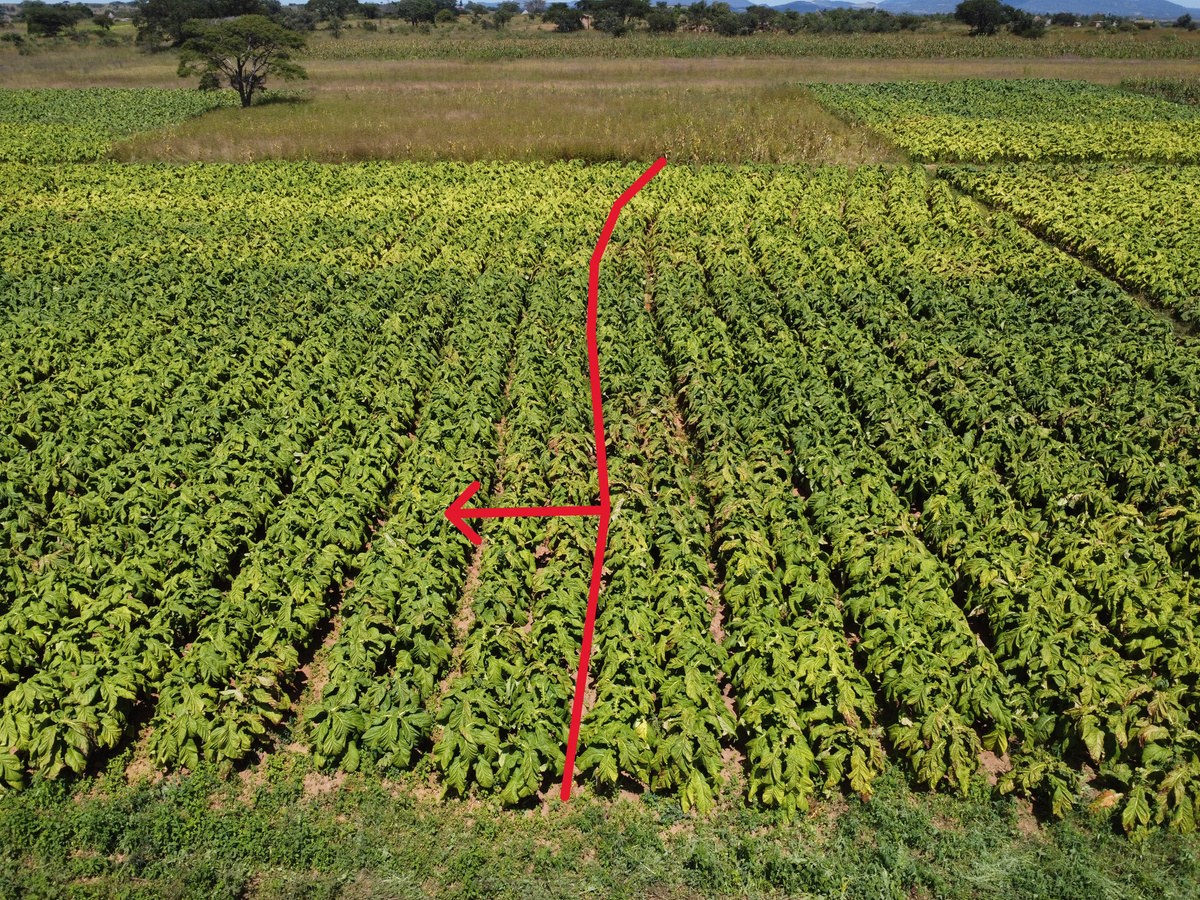 Trial plot on the left of the line versus control on the right