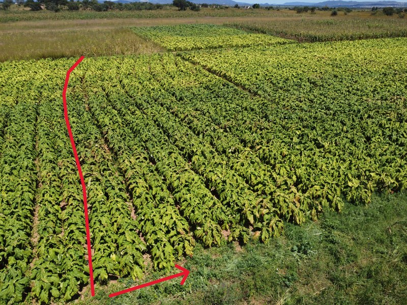 Control plots showing the most disease at season end