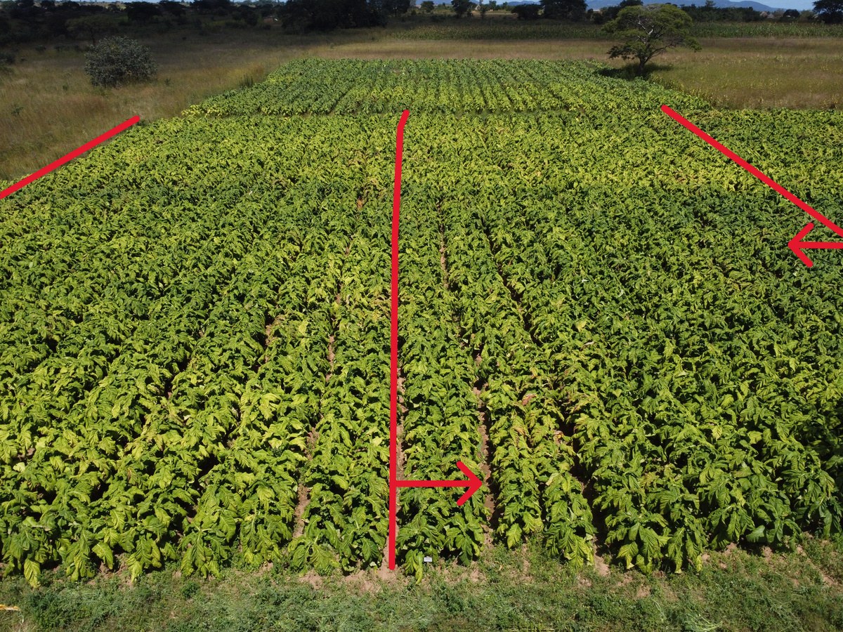Kasugamycin plot with little angular leaf spot