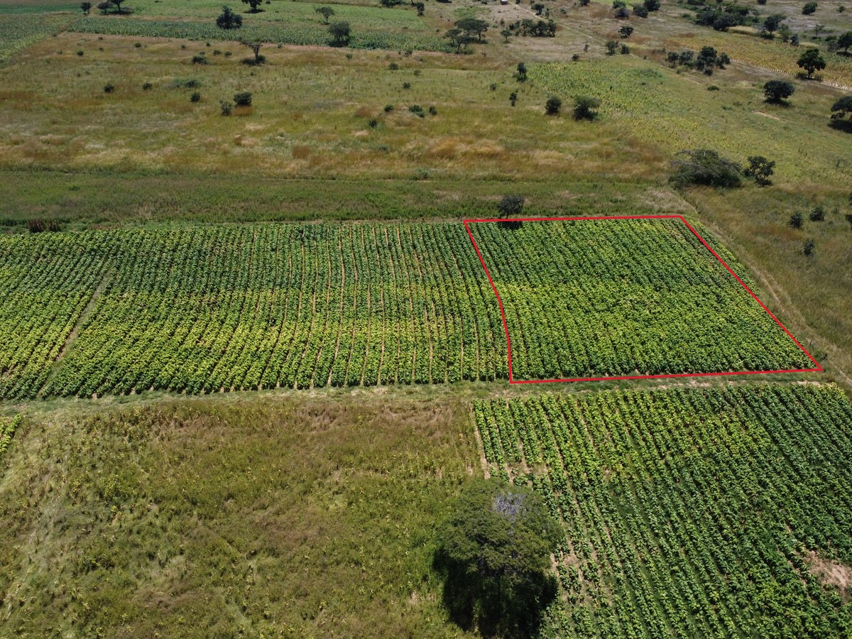 Aerial view of the trial block at season end