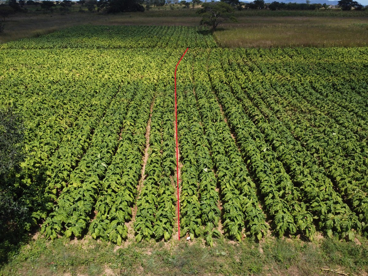 Kynohumate plots on the left of the red line