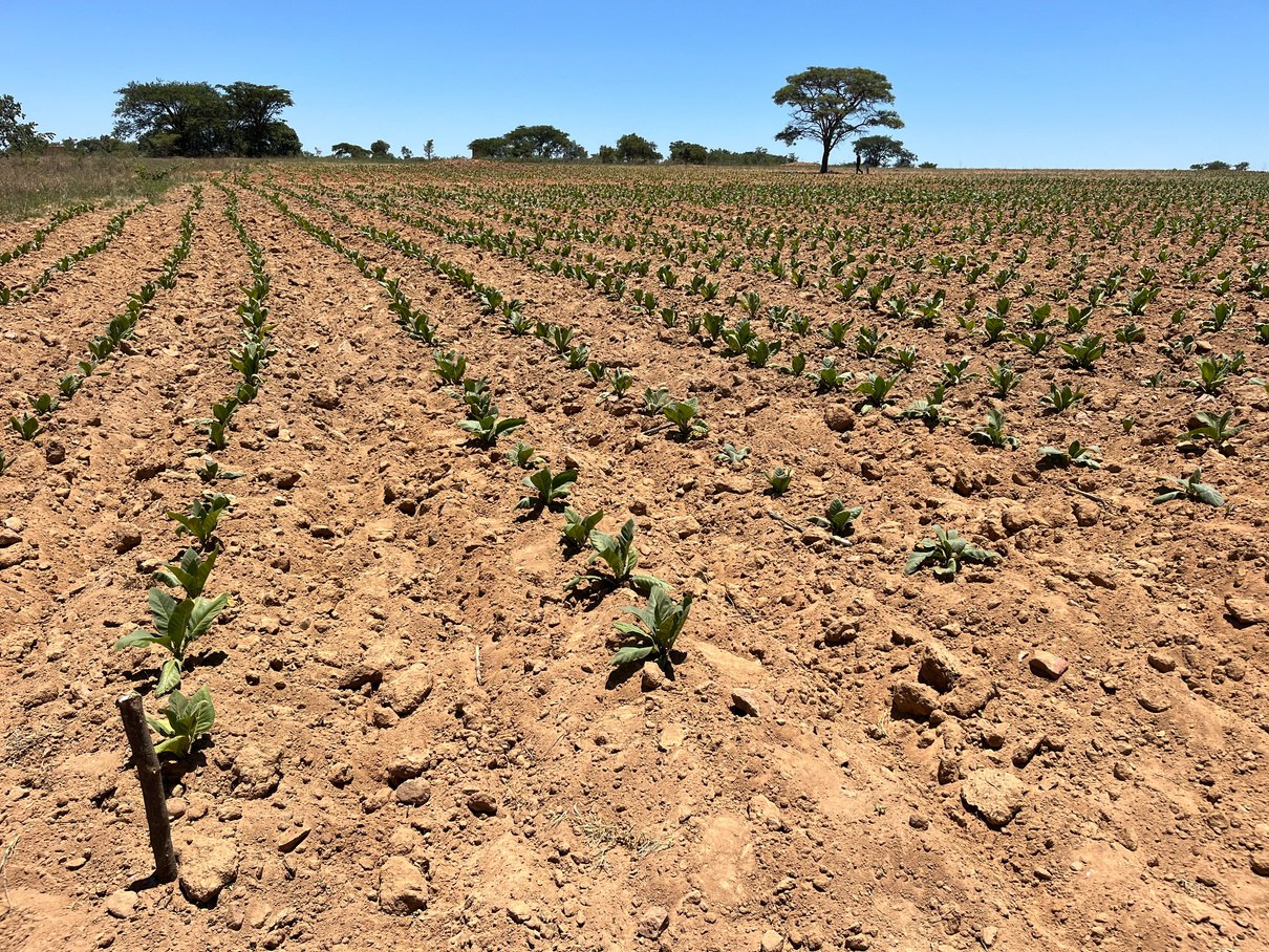 Azoxy Duo plot with Kynohumate, right of the peg