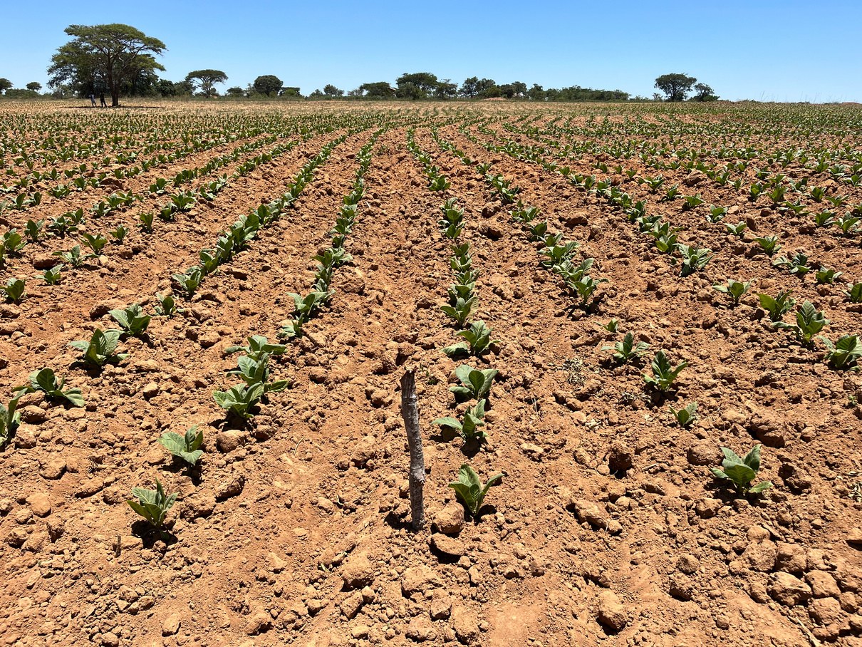 Control plot showing early drought stress