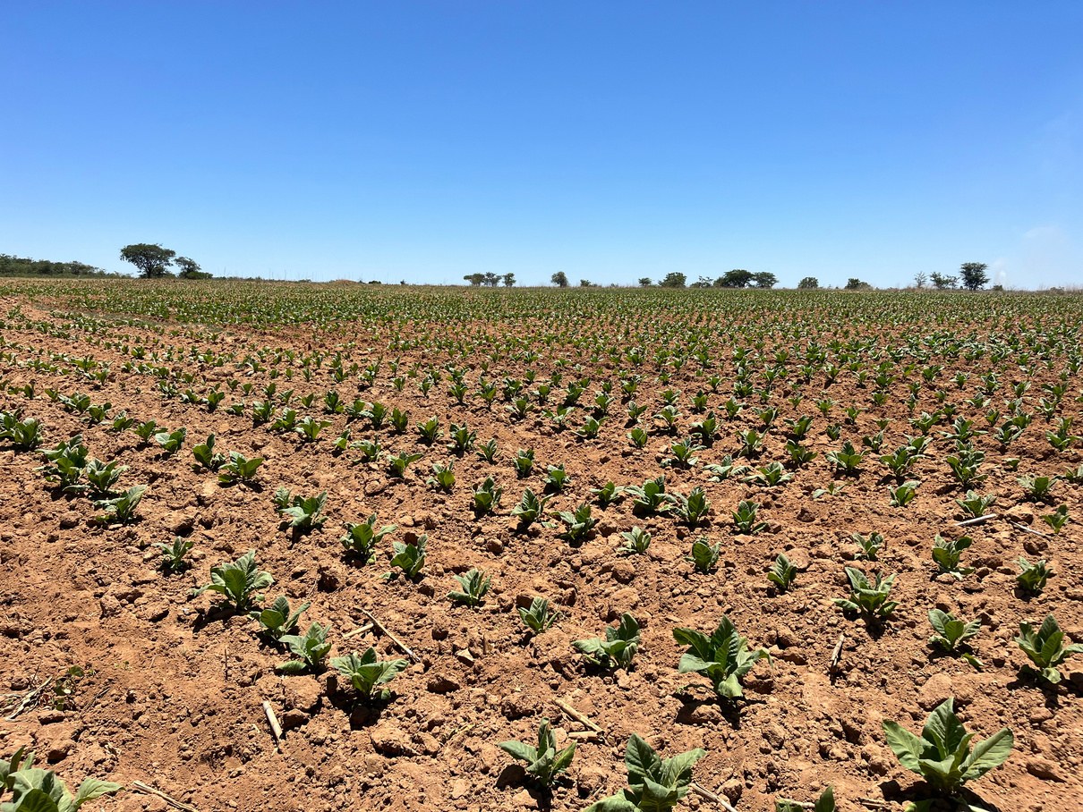 Control plot rows in the dry conditions