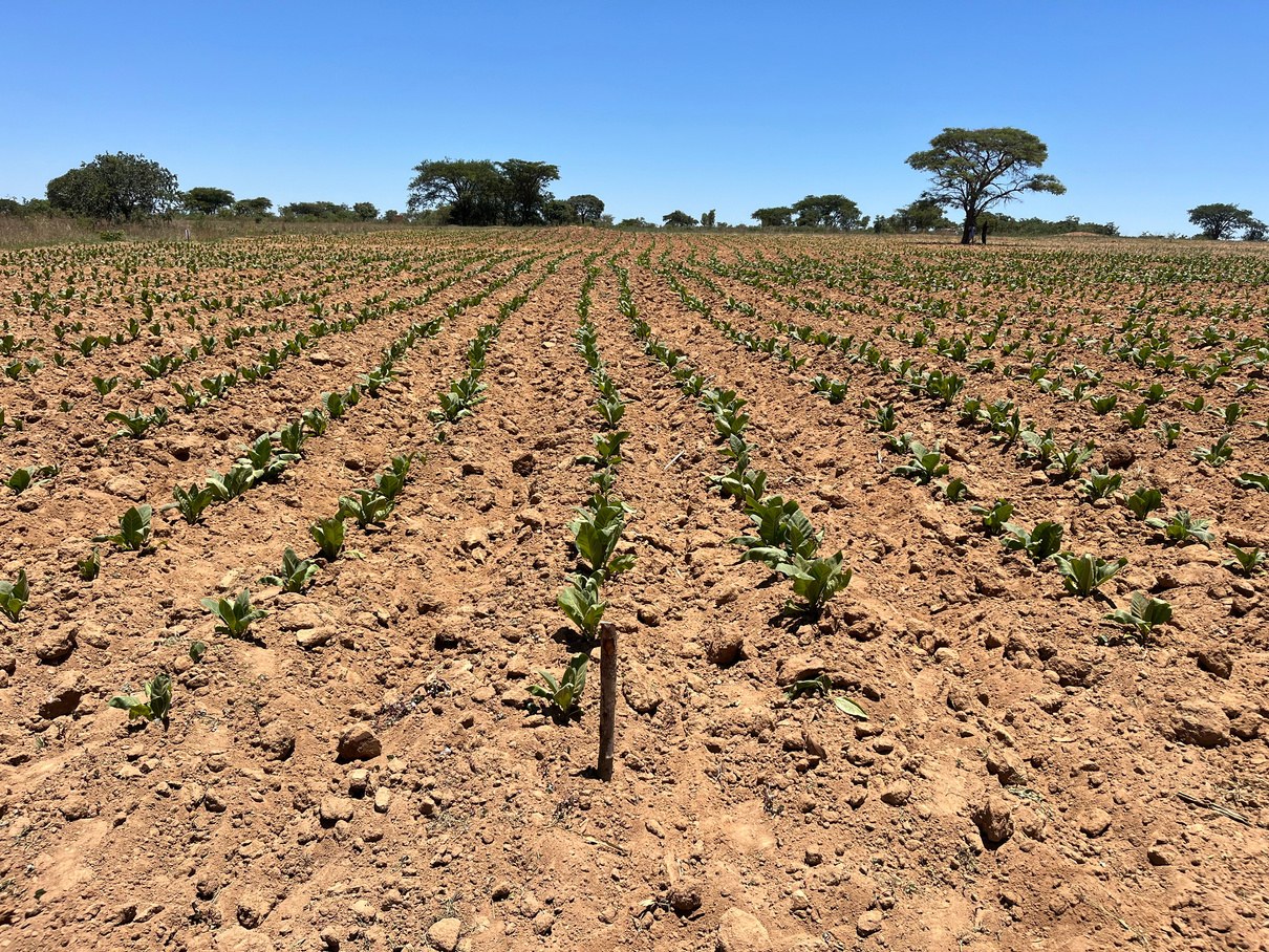 Kasugamycin plot with Kynohumate